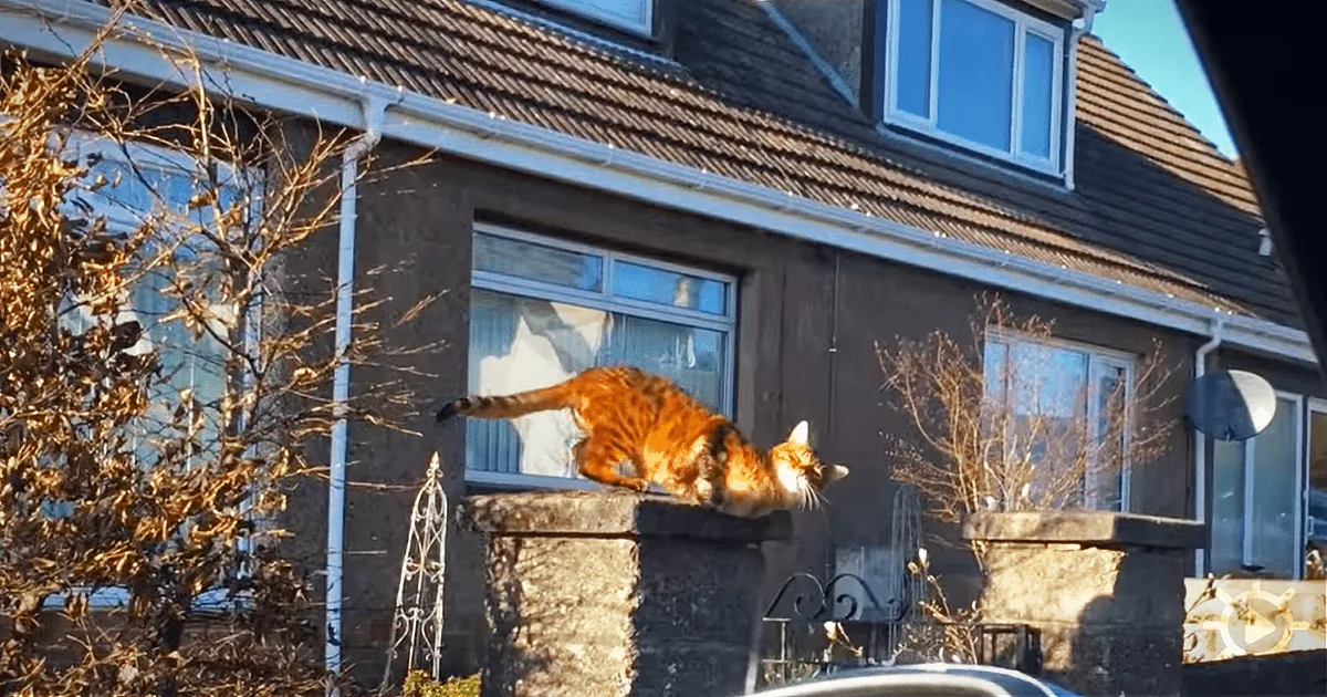 An orange tabby cat leaps gracefully over a concrete pillar in front of a house.