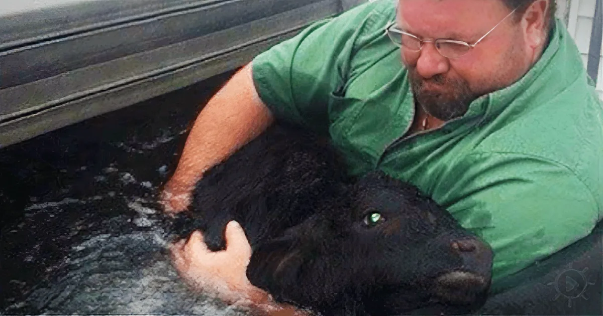 A man in a green shirt holds a black calf in a water trough, with the calf's head resting on the man's chest.