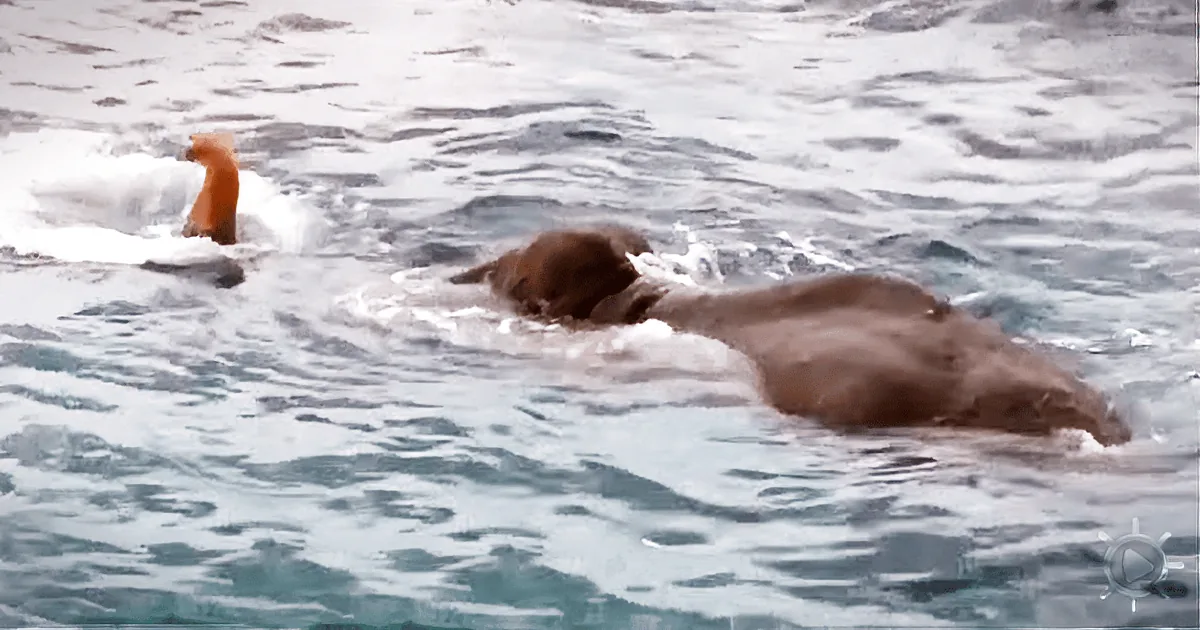 Navy Is Confused by a Large Mass in the Water. When They See What It Is, They Jump In!