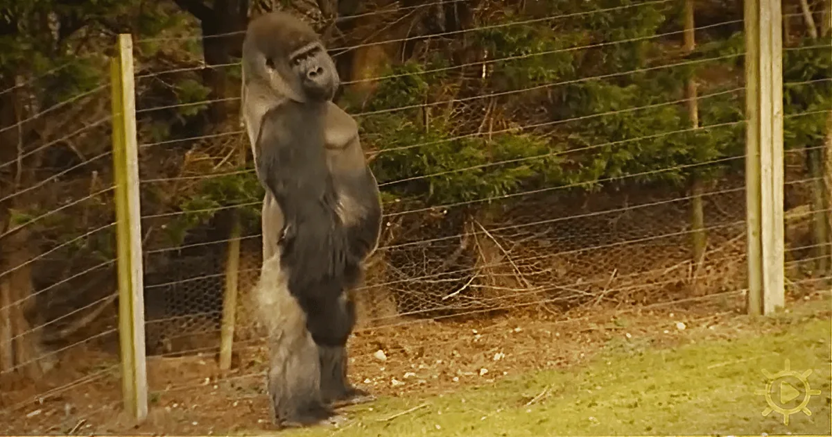He Looks Like a Normal Gorilla From Behind but You Will Be Shocked When He Turns Around!
