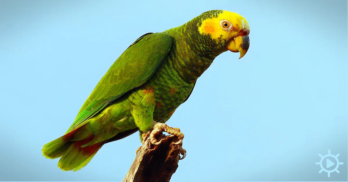 A vibrant green parrot with yellow head perches on a branch against a clear blue sky.