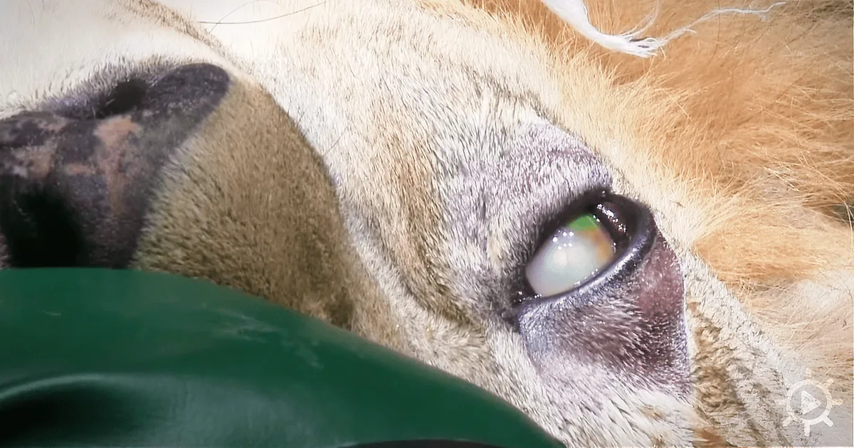 A close-up of a dog's eye with a green object in the foreground.