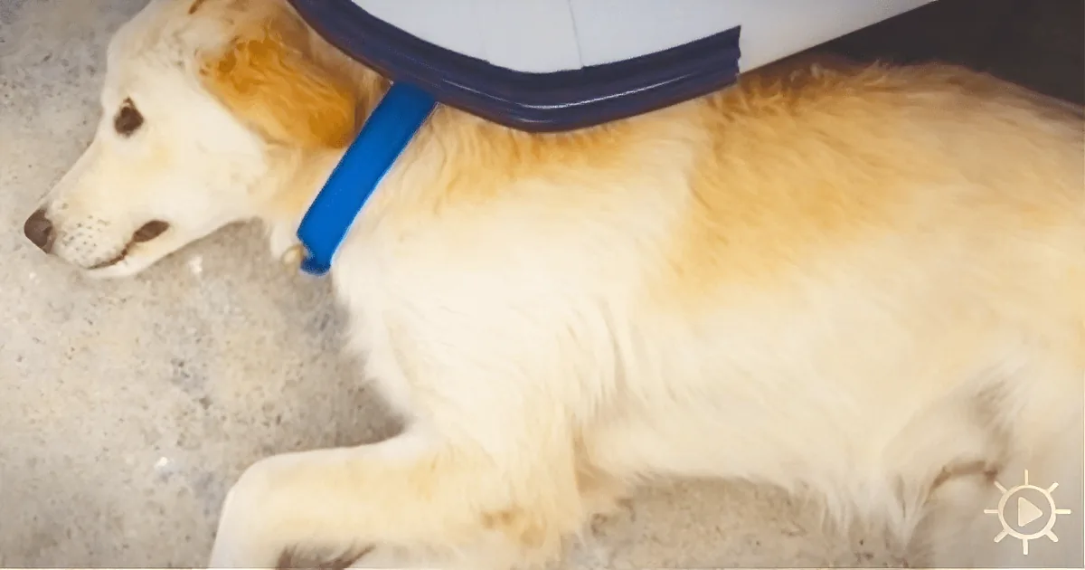 A golden retriever wearing a blue collar is lying on a white surface, looking to the side.