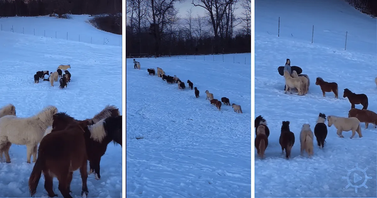 Teen-Boy Goes Sledding, Granma Seeing What Her Tiny Horses Were up to Cracks Up