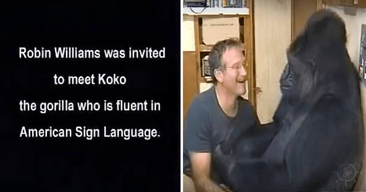 Koko the Gorilla Asks Robin Williams to Tickle Her, Watch Her Grin in Delight as He Does