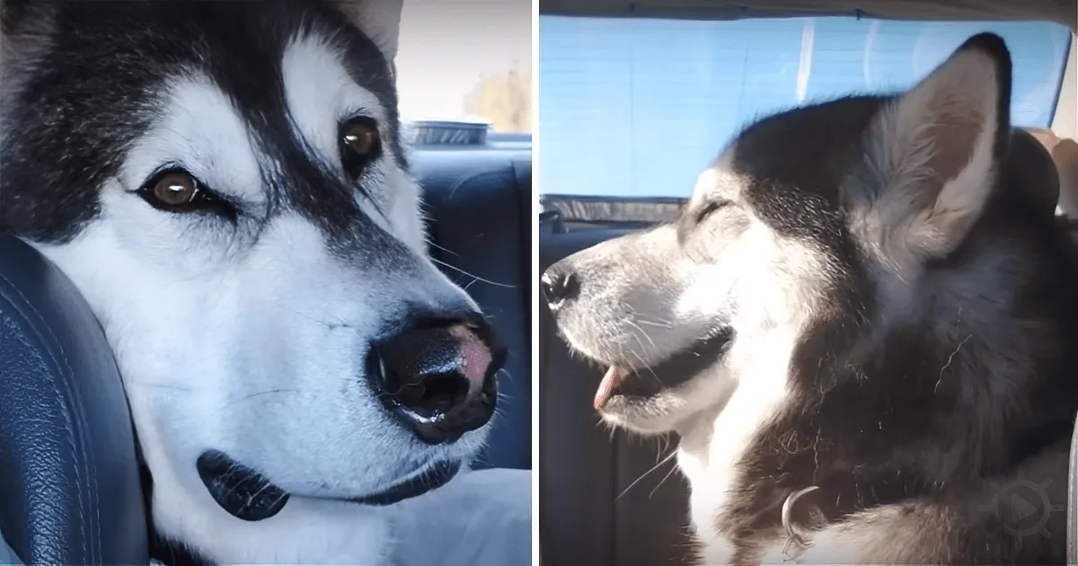 A black and white dog sits in a car, looking out the window with its head tilted slightly.