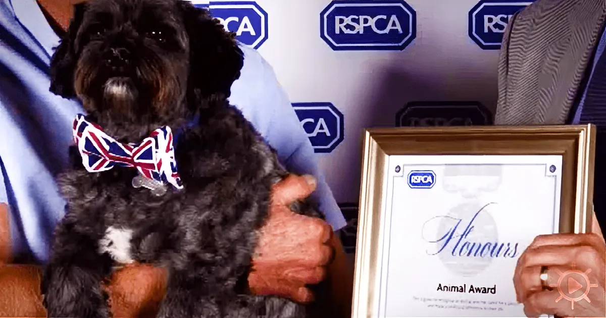 A small black dog wearing a Union Jack bow tie is being held by someone at an RSPCA event.