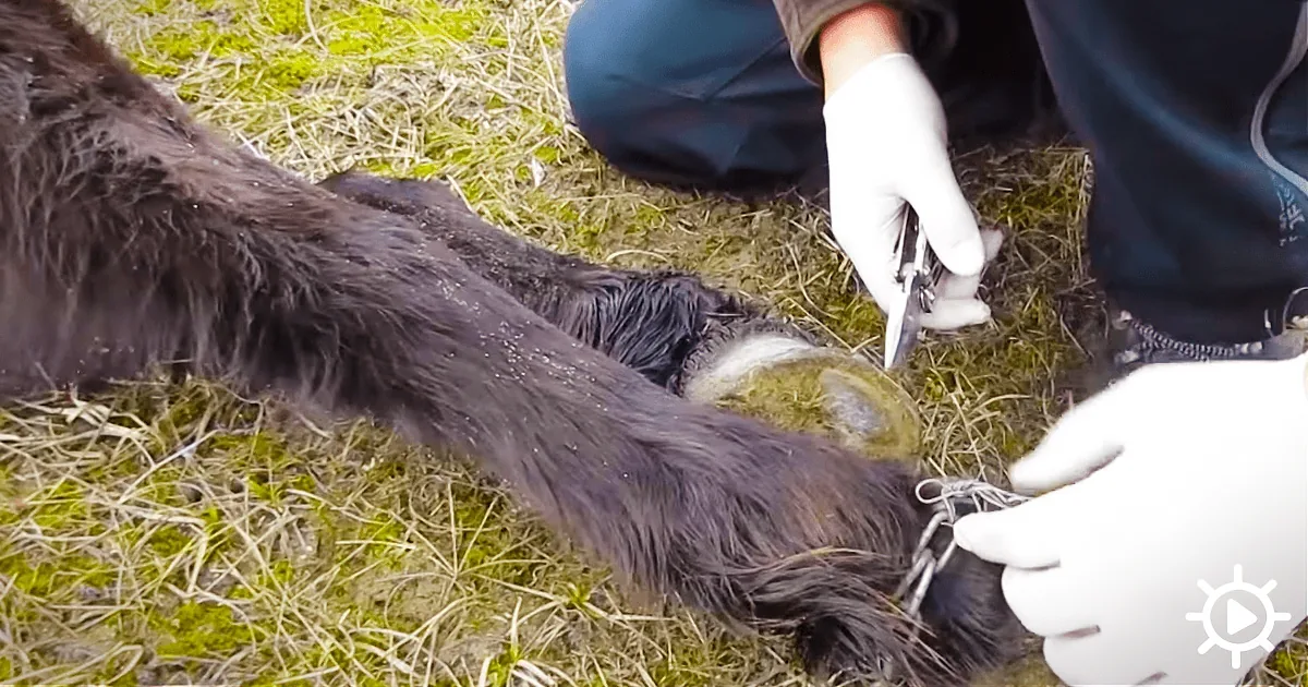 Chained Horse Freed by Vet, Puts on Incredible Display of Gratitude