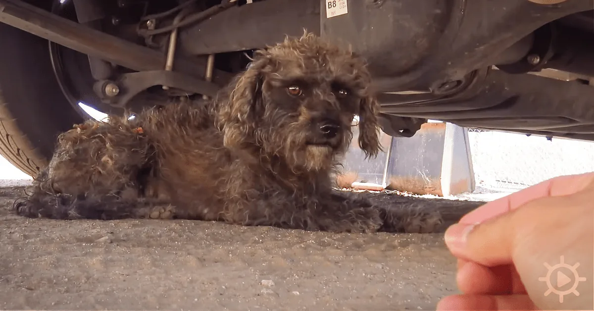 Dog Rescue: They Have a Clever Way to Verify They Have All the Puppies