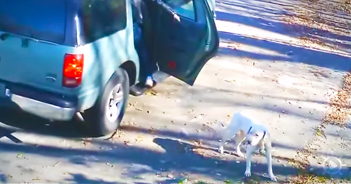 Roadside Dog Dumper Busted. Lovable Dog Is Adopted Almost Instantly