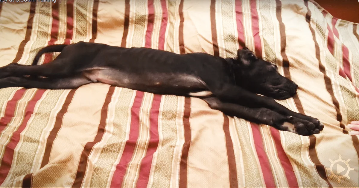 Unexpected Comedy: Great Dane Refuses to Get up at 3:30 in the Morning