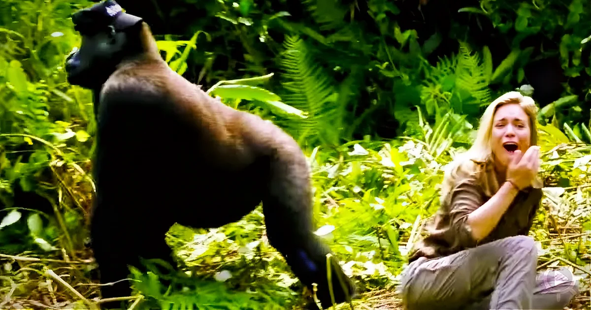 He Raised This Gorilla as His Own Son. Now, Watch When He Sees His Wife for the 1st Time.