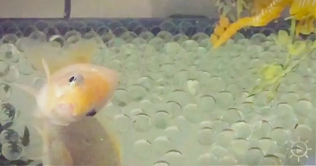 When This 23-Year-Old Goldfish Was Unable to Swim, His Owner Saved the Day