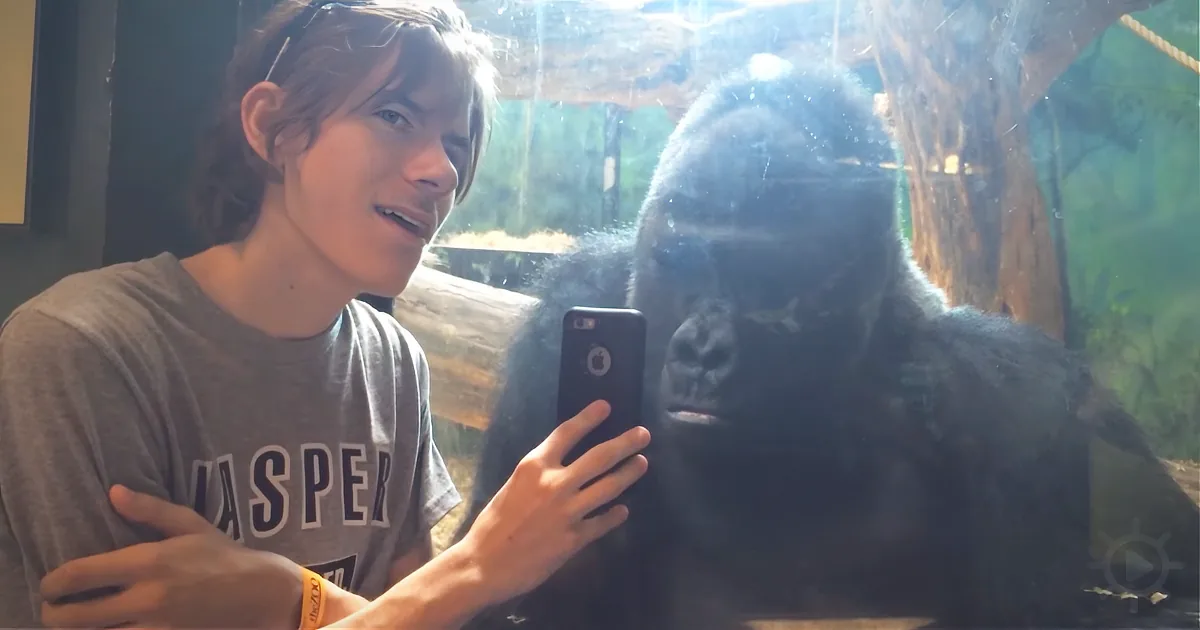 A Guy Shows Photos of Other Gorillas to a Gorilla - Priceless!