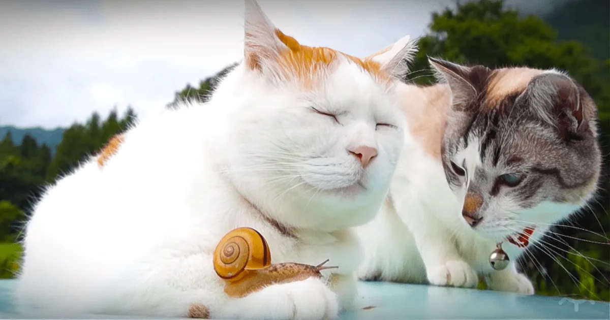 Inquisitive Cat Sees Snail on His Friend''s Paw, Now Watch What Happens Next