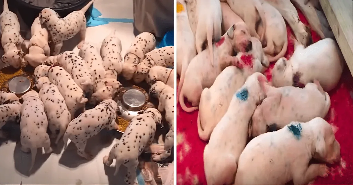 A Dalmatian mother dog is nursing her 13 puppies in a blue-lined box.