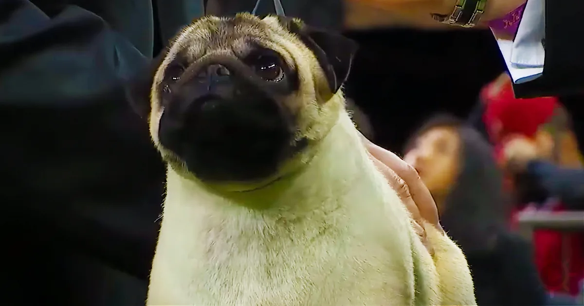 Biggie the Pug Wins Show and Hearts With Sad Tale