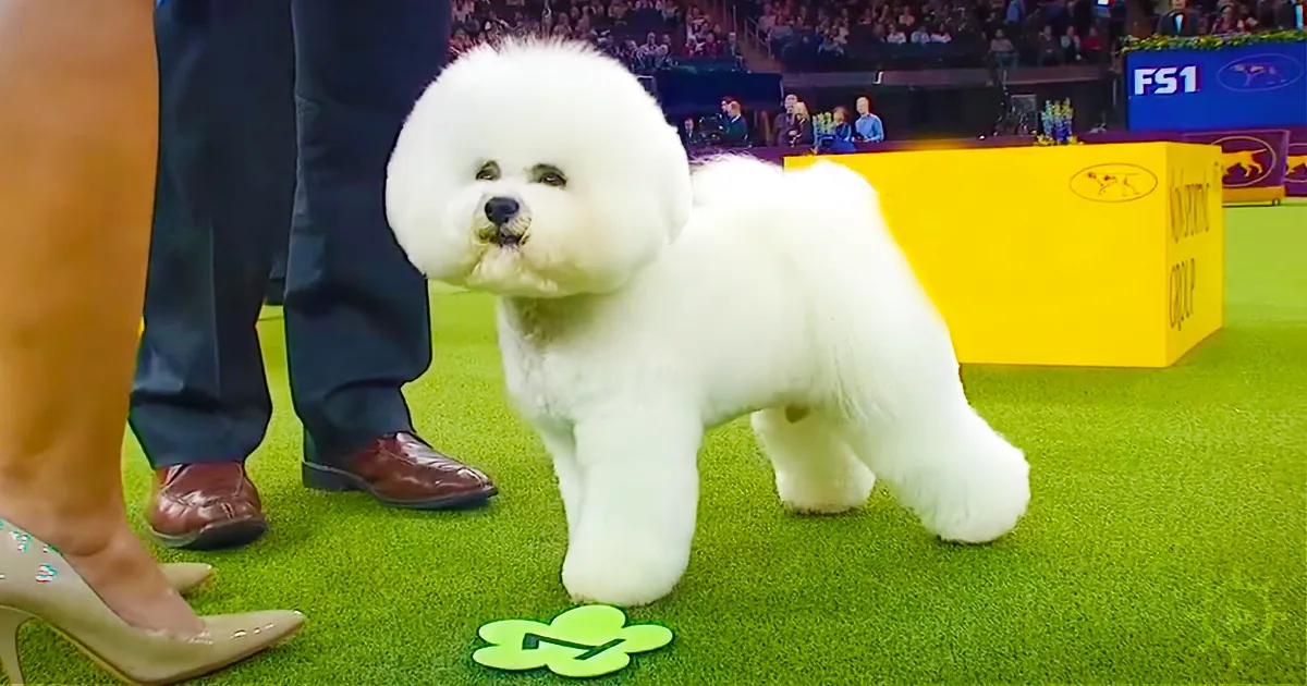 A fluffy white Bichon Frise stands on a green carpet at a dog show, surrounded by people and spectators.