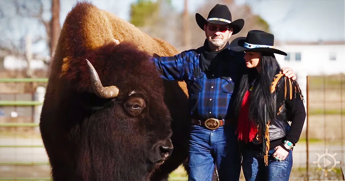 A Rancher Sells All His Buffalo to Pay for His Medical Bills, Except for One Who Thinks He''s a House Cat!
