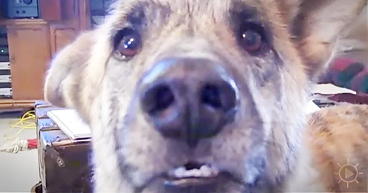 An Owner Tells His Dog He Just Gave His Treats to the Cat. Watch the Hilarious Reaction!