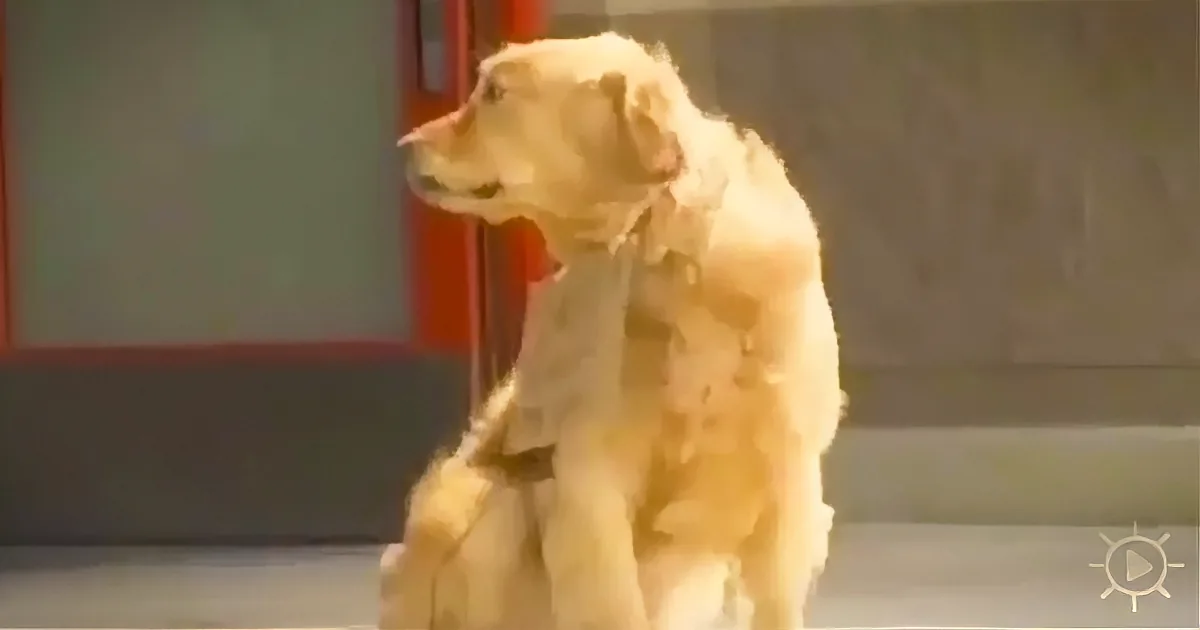A Dog Waits Outside a Target With a Sign Around His Neck. Shoppers Are Stunned When They Read It