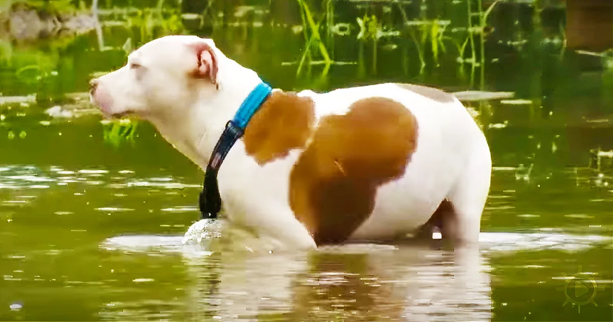 A white and brown dog with a blue collar stands in water, looking to the left.