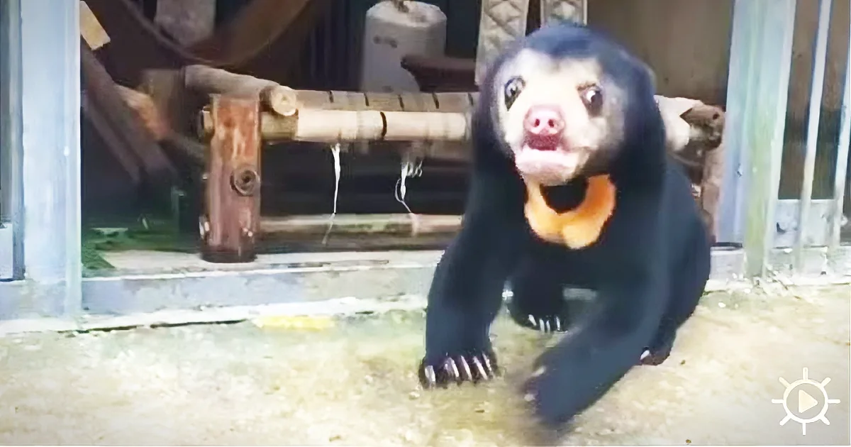 A Bear Cub Who Was Illegally Smuggled in a Backpack Has the Coolest Reaction to His New Playground!