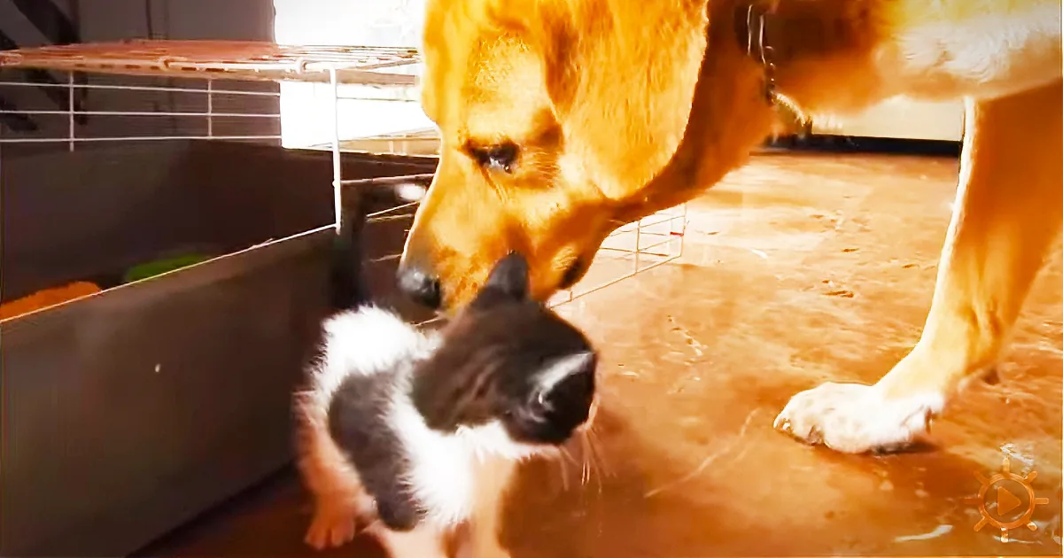 Dog Finds a Box of Abandoned Kittens - What He Does Next Is Adorable!