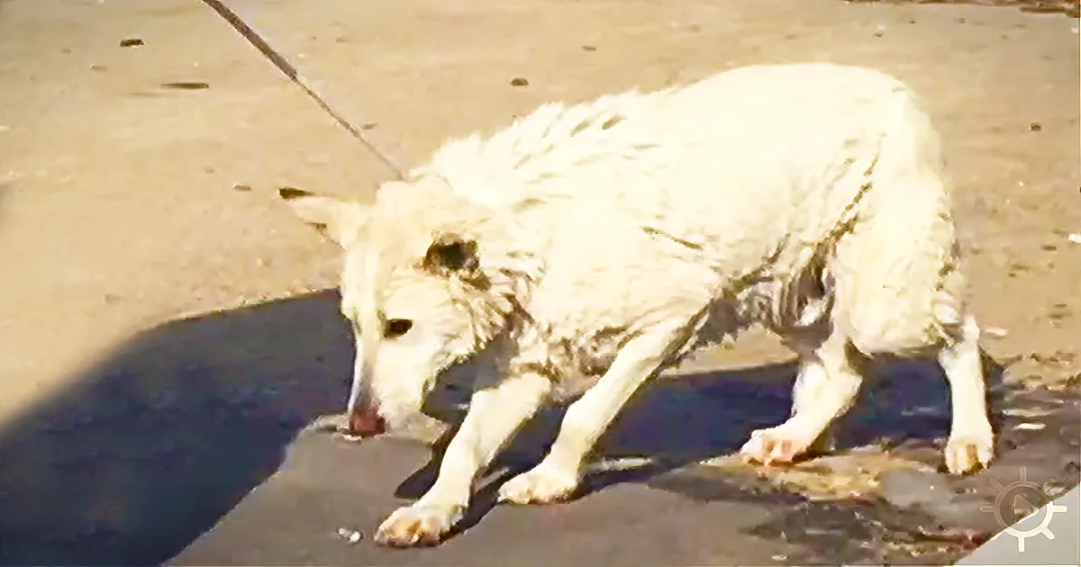 A white dog with matted fur is lying on the ground, possibly in distress.
