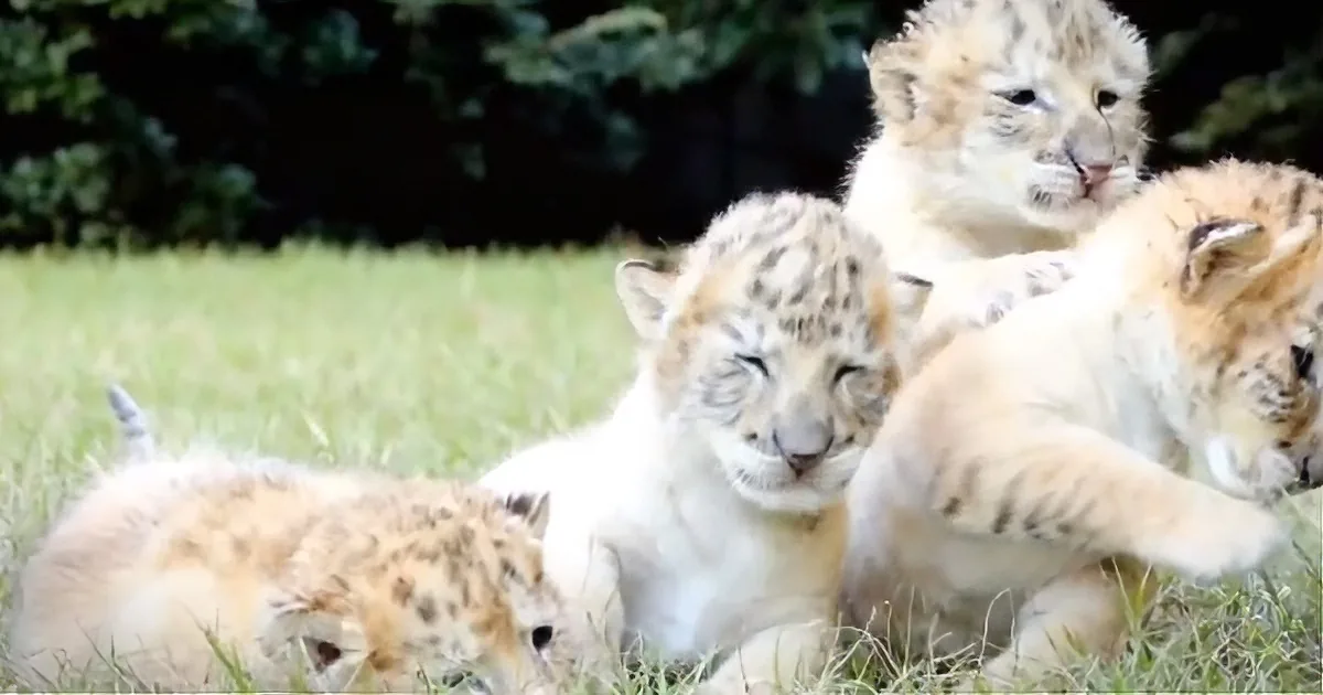 Four adorable snow leopard cubs playfully rest on grass, their soft fur and distinctive markings clearly visible.