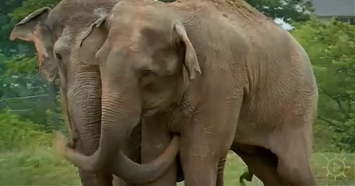 A large elephant with visible tusks stands amidst greenery, its trunk slightly raised.