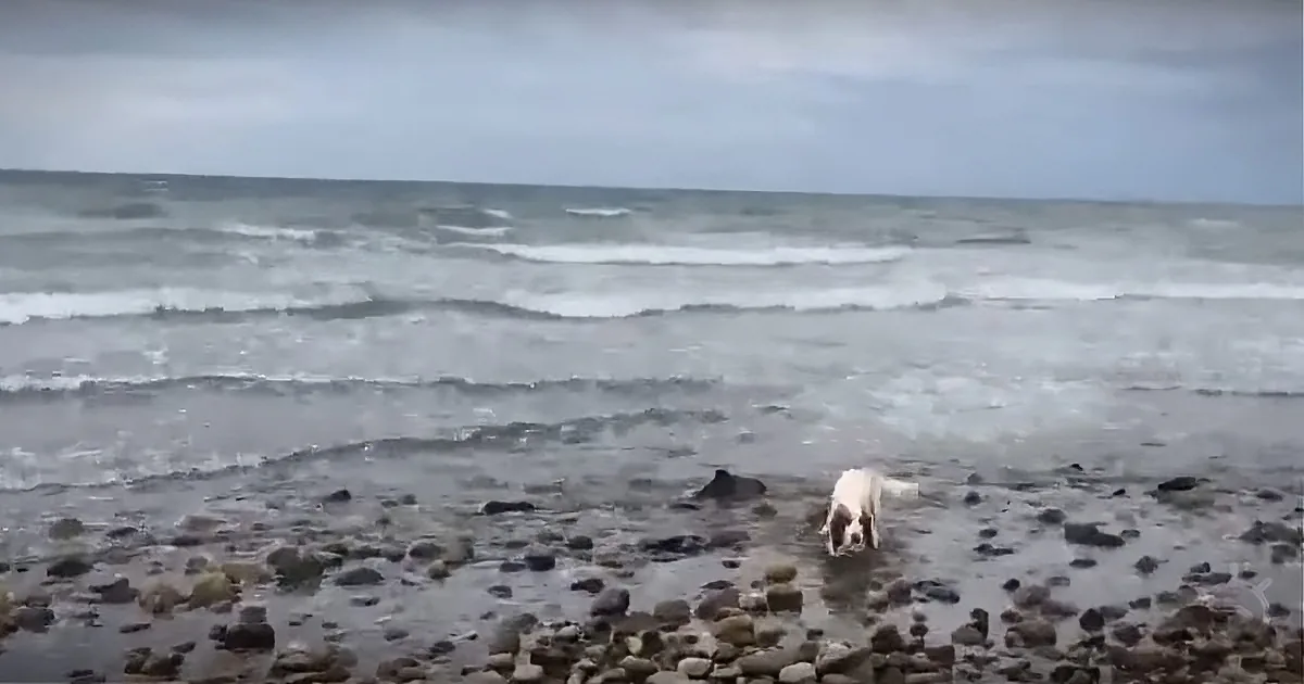 The Day Gets Purpose When His Dog, Further Down the Beach, Starts Barking