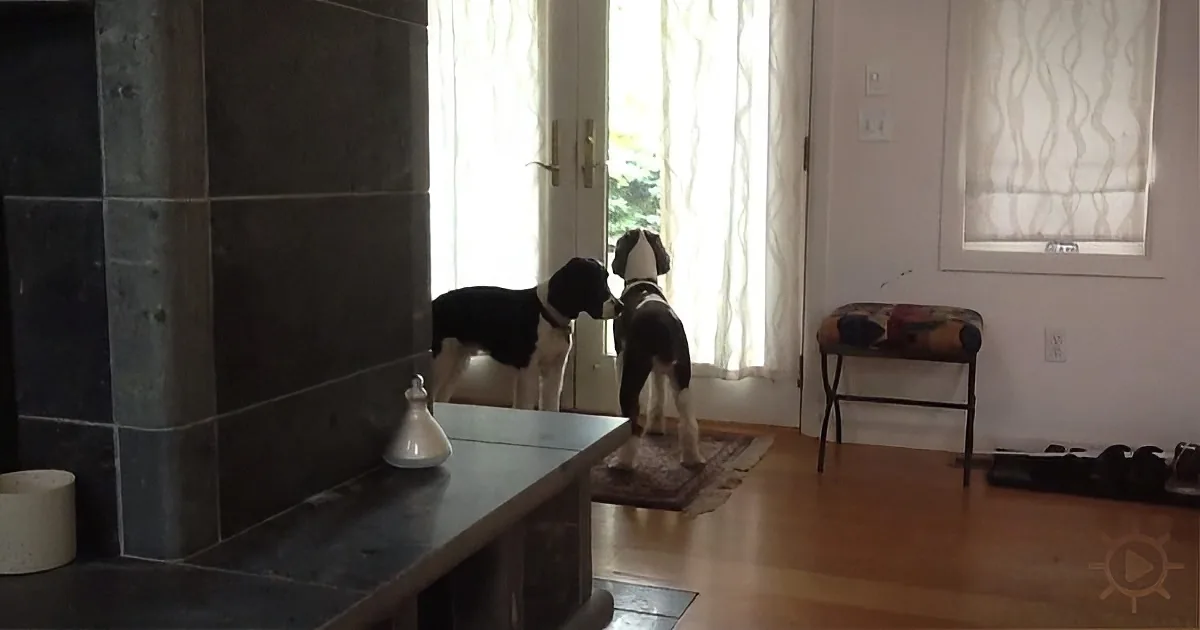 While Mom''s Away, the Beagles Play? Nope. They Wait and Wait and Wait