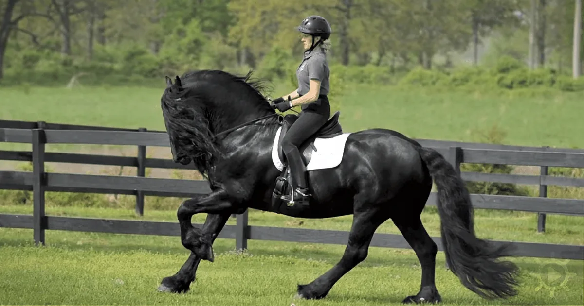This Magnificent Stallion Is the Most Handsome Horse in the World