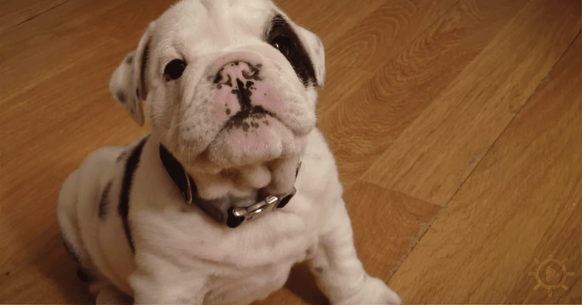 ''Sorry, the Couch Is off-Limits: Baby Bulldog''s Stubborn but Adorable Tantrum''