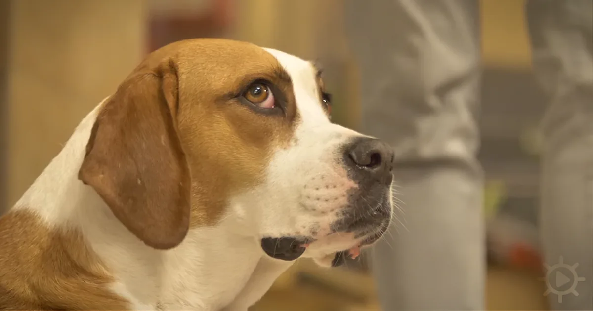 Rescue Dogs Meet Their New Owners for the First Time - Their Reactions Are Incredible