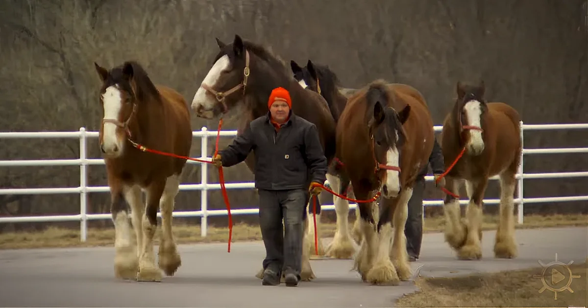 No Ordinary Horses: This Ranch Is Home to the Iconic Budweiser Clydesdales