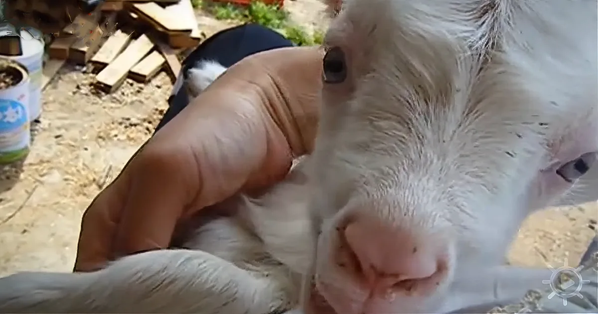 A hand gently holds a white goat's head, showcasing its soft fur and pink nose.