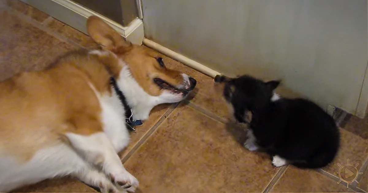 Corgi Chooses the Wrong Time to Give Puppy a Sniff, Makes Priceless Face