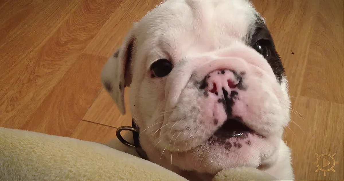 Stiff Upper Lip? Not for a Baby Bulldog Banned From the Couch