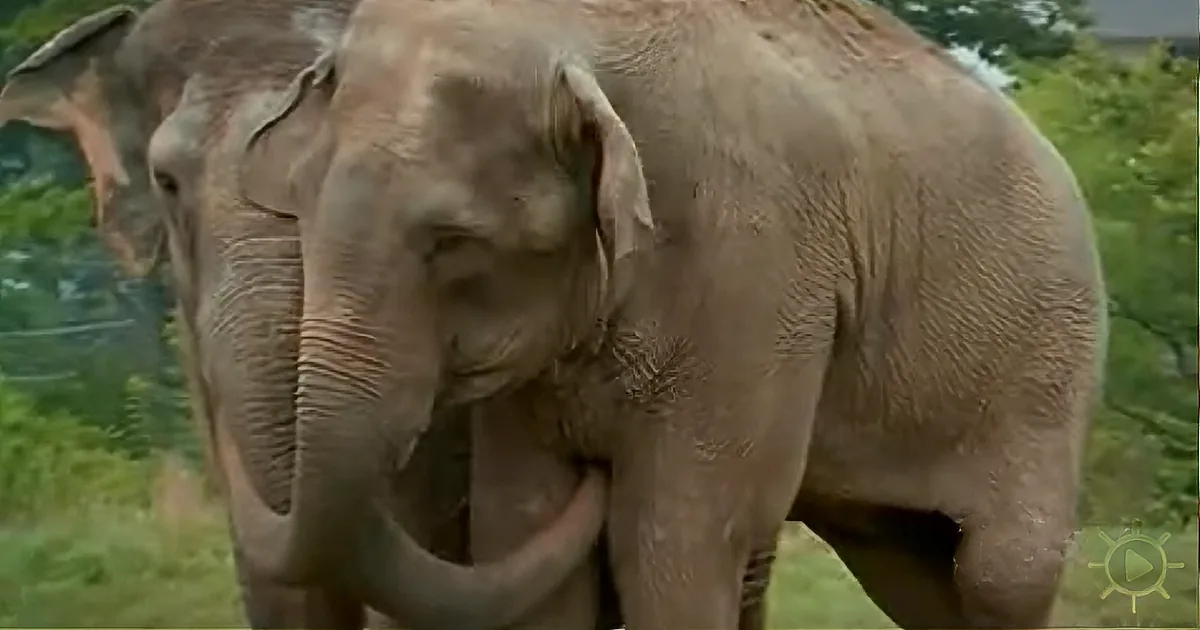A close-up of an elephant with its trunk curled, standing in a grassy area with greenery in the background.