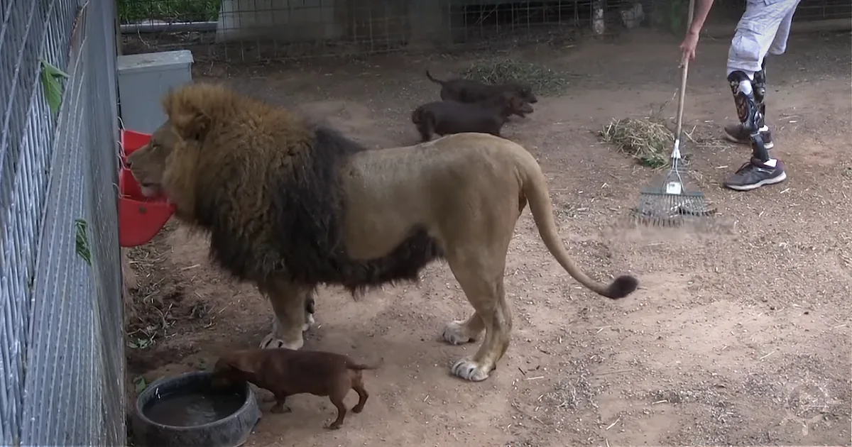 A Lion Called ''Bonedigger'' Has Some Other Animals in His Cage - You Won''t Believe What They Are!