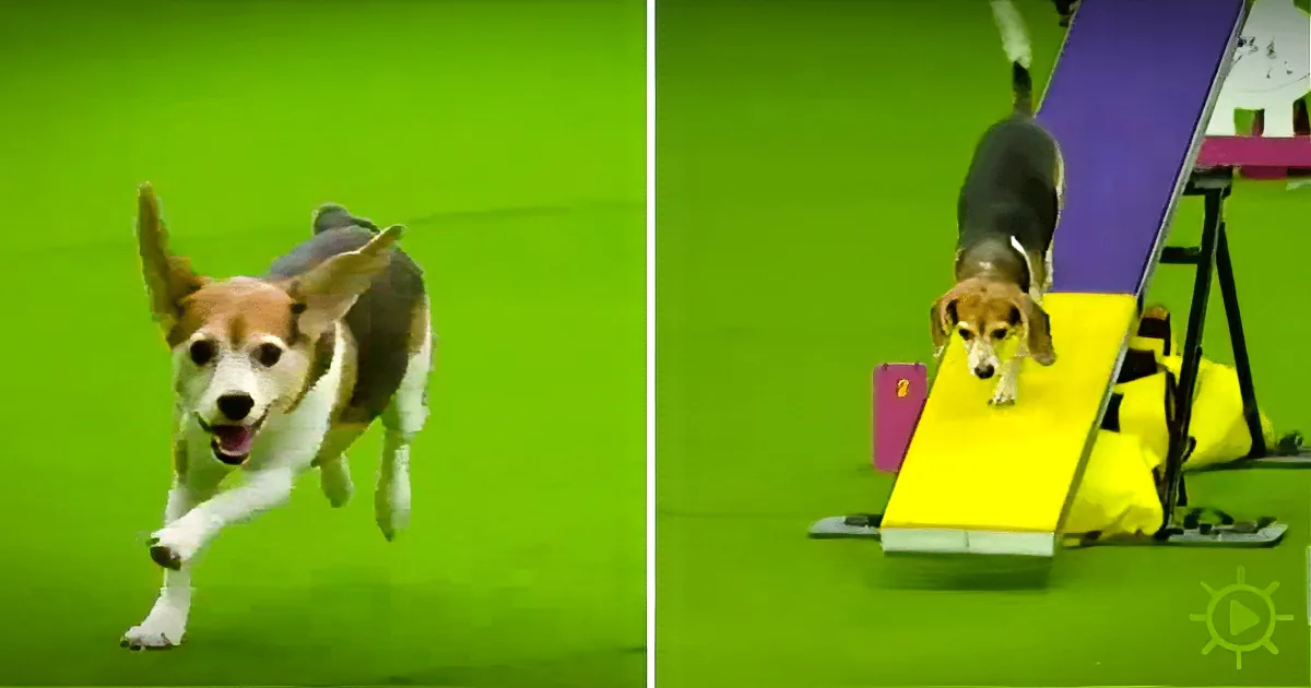 A beagle runs energetically on a green field, then climbs a yellow ramp in a dog agility course.
