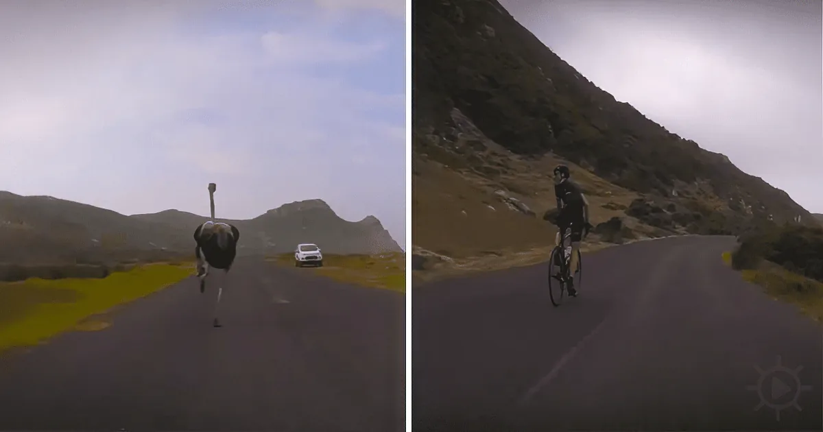 Cyclists Get Chased by an Inquisitive Ostrich, Internet Can''t Stop Laughing at This Giant Roadrunner