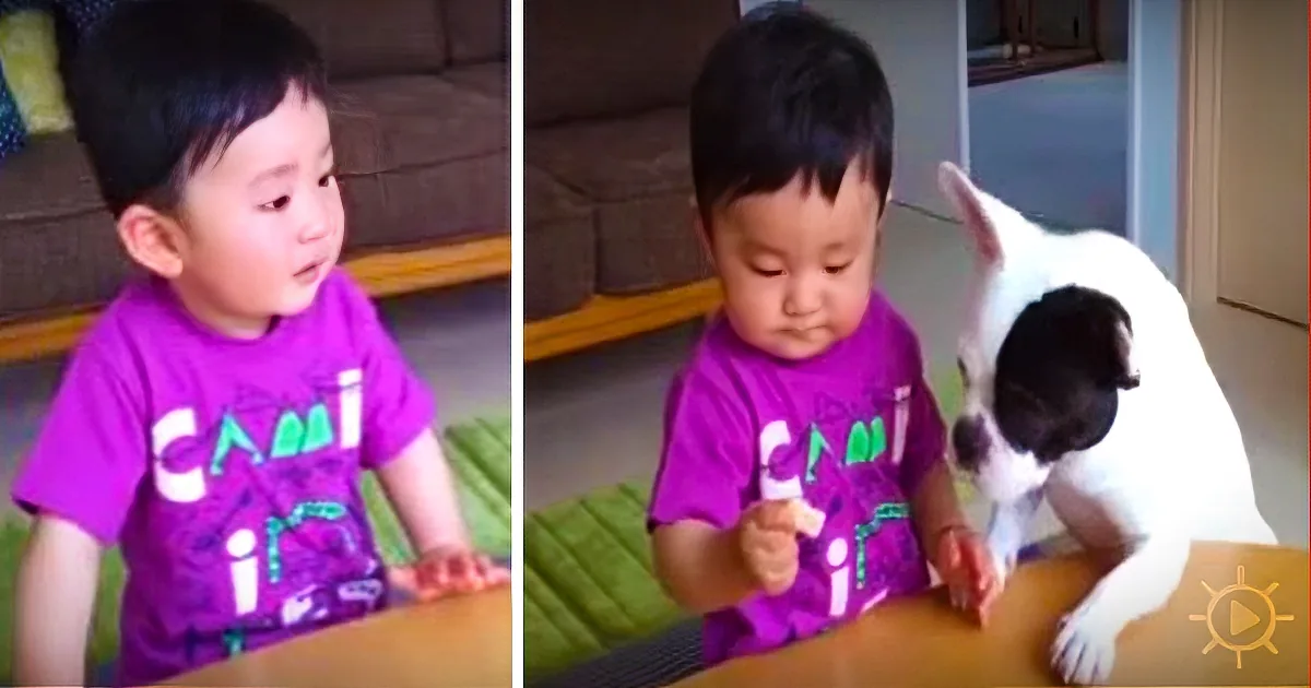 A young child in a purple shirt sits at a table, holding a snack, with a white and black dog nearby.