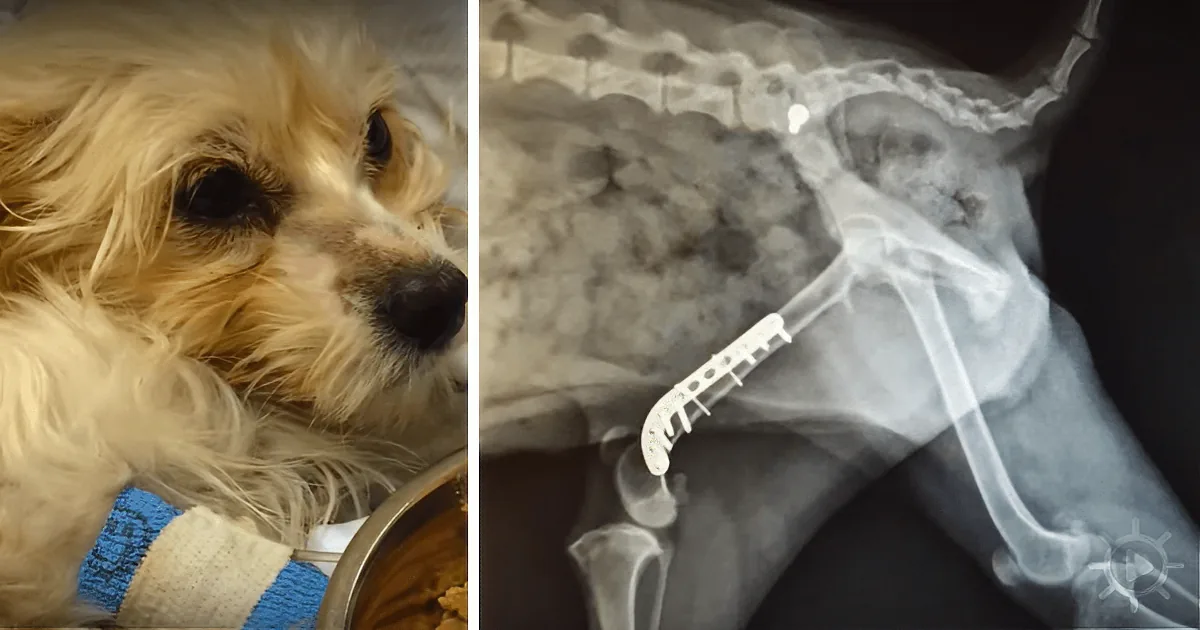 Good Samaritan Sees Motionless Dog on the Road, See What Happen When He Tries to Move Her