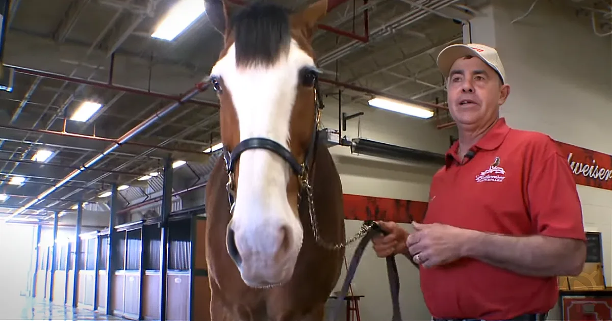Meet the Man in Charge of Raising Each Generation of Budweiser Clydesdales