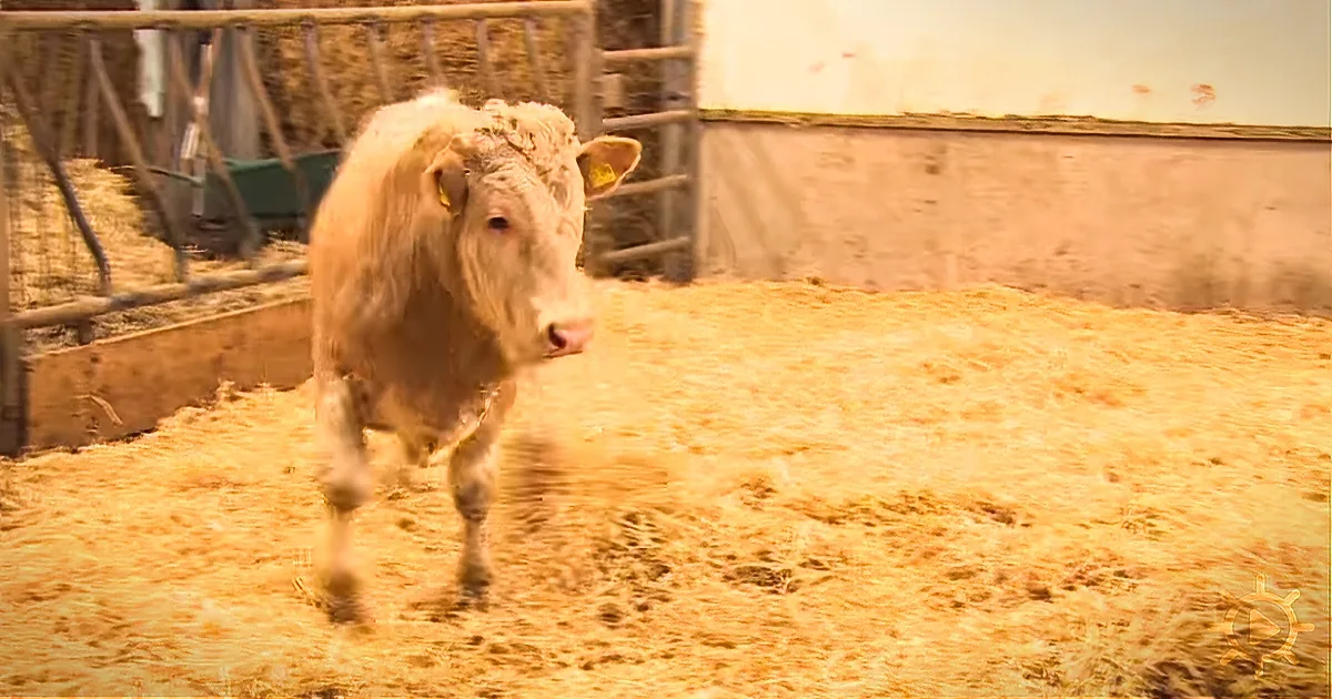 Freed From His Chains, a Bull Celebrates With a ''Dance of Freedom''