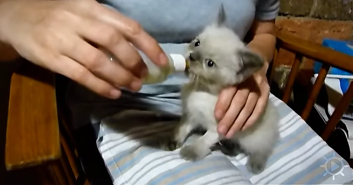 Super-Cute Himalayan Kitten Wants Milk, so She Makes Goat Noises