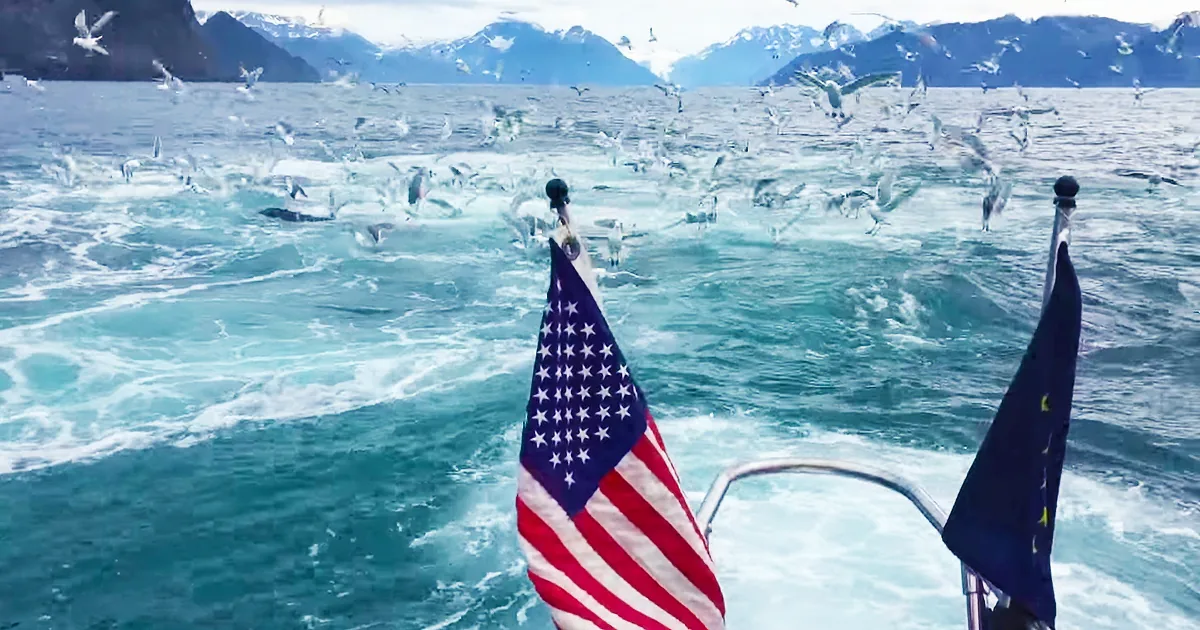 Brad Is Filming Seagulls When the Water Suddenly Explodes and He Starts Screaming